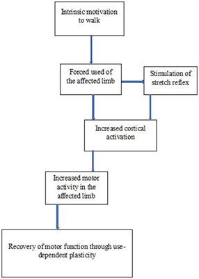 Variation in the rate of recovery in motor function between the upper and lower limbs in patients with stroke: some proposed hypotheses and their implications for research and practice